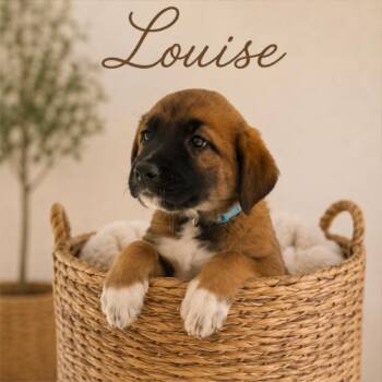 Louise -  Anatolian Shepherd and Mixed Breed Dog for Adoption in Phoenix, Arizona - Louise | PetCurious