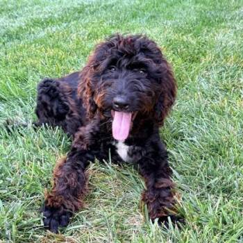 Finn -  Standard Poodle and Mixed Breed Dog for Adoption in Merriam, Kansas - Finn | PetCurious