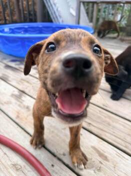 Churro -  Pit Bull Terrier Dog for Adoption in Ayden, North Carolina - Churro | PetCurious