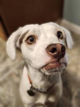 Lily -  Beagle Dog for Adoption in Elk Grove, California - Lily | PetCurious