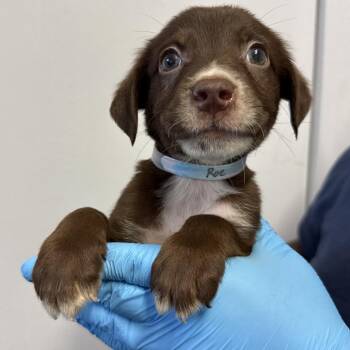 Pointer and Cattle Dog Dogs Available for Adoption in Hattiesburg, Mississippi - Roe | PetCurious