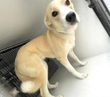 Labrador Retriever Dogs Available for Adoption in Houston, Texas - A655821 | PetCurious