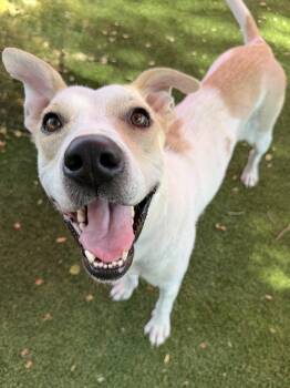 Penny -  Labrador Retriever Dog for Adoption in Glendale, Arizona - Penny | PetCurious