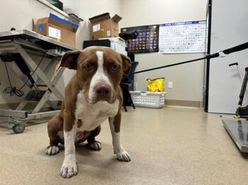 Rescue American Staffordshire Terrier and Mixed Breed Dogs for Adoption in Grand Prairie, Texas - SHERMY | PetCurious