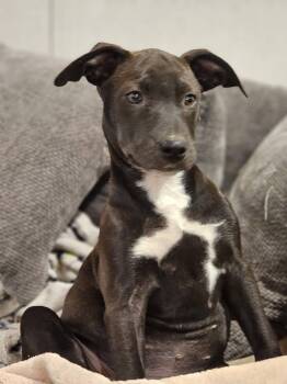 Cashew - Nut Litter -  Labrador Retriever and Hound Dog for Adoption in Sheboygan, Wisconsin - Cashew - Nut Litter | PetCurious
