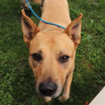 Stella -  Mixed Breed Dog for Adoption in Port Washington, New York - Stella | PetCurious