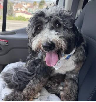 Enzo -  Bernedoodle Dog for Adoption in Davis, California - Enzo | PetCurious