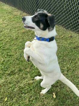 Rescue Labrador Retriever Dogs for Adoption in Bethel, Connecticut - Jack | PetCurious