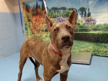 RUFF -  Pit Bull Terrier and Mixed Breed Dog for Adoption in Moreno Valley, California - RUFF | PetCurious