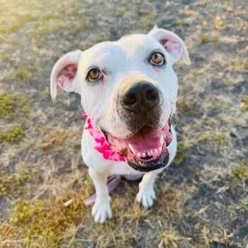 Olive -  American Bulldog Dog for Adoption in Cleveland, Texas - Olive | PetCurious