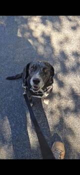 Rescue Catahoula Leopard Dog Dogs for Adoption in Bronson, Texas - Coconut | PetCurious