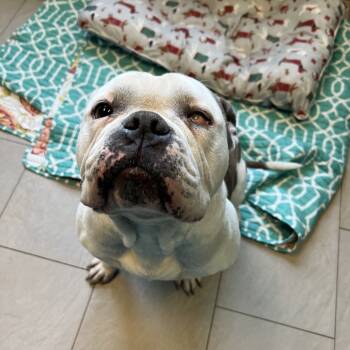 Rescue English Bulldog Dogs for Adoption in Vineland, New Jersey - Nani (In Foster) | PetCurious