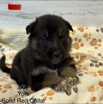 Rescue German Shepherd Dog Dogs for Adoption in Pleasant Hill, California - York | PetCurious