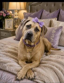 Fiona -  Presa Canario Dog for Adoption in Cumming, Georgia - Fiona | PetCurious