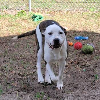 Asics -  Mixed Breed Dog for Adoption in Lake Panasoffkee, Florida - Asics | PetCurious
