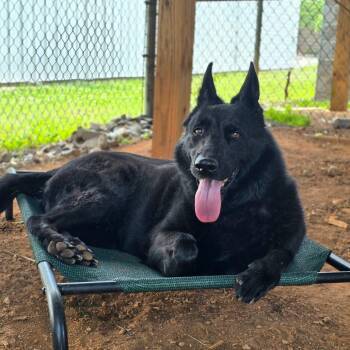 Umbra -  German Shepherd Dog Dog for Adoption in Huntsville, Alabama - Umbra | PetCurious