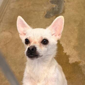 Luna -  Chihuahua Dog for Adoption in Aurora, Illinois - Luna | PetCurious