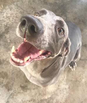 Elsie -  Weimaraner Dog for Adoption in Edinburg, Virginia - Elsie | PetCurious