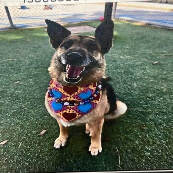 German Shepherd Dog Dogs Available for Adoption in Pasadena, California - Leia | PetCurious