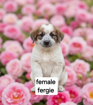 Fergie -  Great Pyrenees Dog for Adoption in Manchester, Connecticut - Fergie | PetCurious