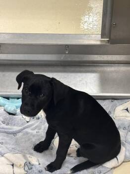 Shepherd Dogs Available for Adoption in Kalamazoo, Michigan - Quinn | PetCurious