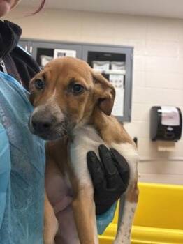 Han Solo -  Mixed Breed Dog for Adoption in Wichita, Kansas - Han Solo | PetCurious