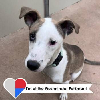 Samara -  Mixed Breed Dog for Adoption in Fort Collins, Colorado - Samara | PetCurious