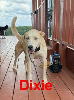 Rescue Husky and Labrador Retriever Dogs for Adoption in Chattanooga, Tennessee - Dixie | PetCurious