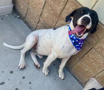 PANDA -  Plott Hound and Mixed Breed Dog Available for Adoption in Tulsa, Oklahoma - PANDA | PetCurious