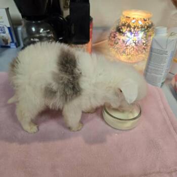 Australian Shepherd Dogs Available for Adoption in Ada, Minnesota - Paddy | PetCurious