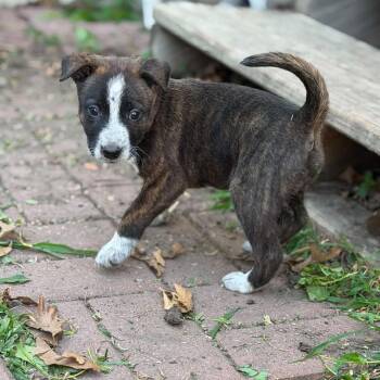 Lainey -  Australian Cattle Dog Blue Heeler and Mixed Breed Dog for Adoption in Dysart, Iowa - Lainey | PetCurious