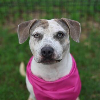 ROSITA -  Staffordshire Bull Terrier Dog for Adoption in San Antonio, Texas - ROSITA | PetCurious