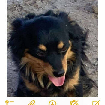 Rescue Chihuahua Dogs for Adoption in Las Vegas, Nevada - Kenzo OS CA | PetCurious