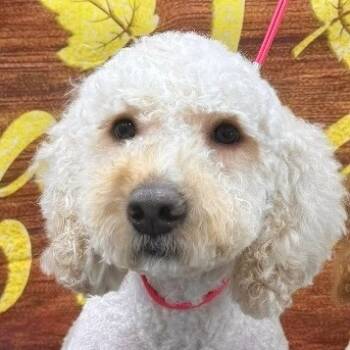 Rescue Golden Retriever and Poodle Dogs for Adoption in Loxahatchee Groves, Florida - MiMi | PetCurious