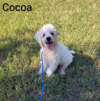 Rescue Poodle Dogs for Adoption in New York, New York - Cocoa TX | PetCurious