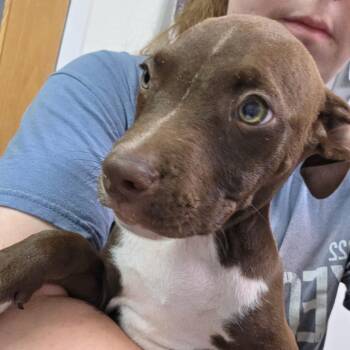 Damon Salvatore -  Mixed Breed Dog for Adoption in Charleston, West Virginia - Damon Salvatore | PetCurious