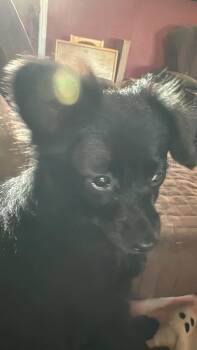 Amara -  Pomeranian Dog for Adoption in Wichita Falls, Texas - Amara | PetCurious
