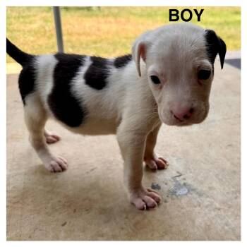 Lefty -  Pit Bull Terrier Dog for Adoption in Denison, Texas - Lefty | PetCurious