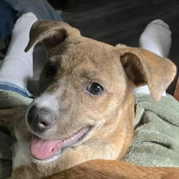 Misty -  Labrador Retriever and Bull Terrier Dog for Adoption in Andover, Massachusetts - Misty | PetCurious