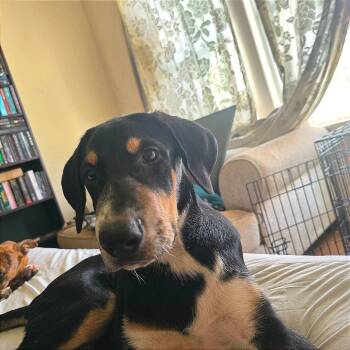 Echo 26-05-167 -  Shepherd and Mixed Breed Dog for Adoption in Bastrop, Texas - Echo 26-05-167 | PetCurious