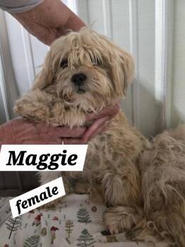 MO Maggie -  Shih Tzu Dog for Adoption in Warrenton, Missouri - MO Maggie | PetCurious