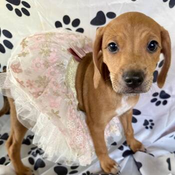 Sangria 22597 -  Dachshund and Black And Tan Coonhound Dog for Adoption in Cumming, Georgia - Sangria 22597 | PetCurious