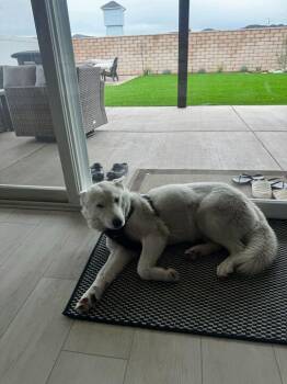 Rescue Siberian Husky and White German Shepherd Dogs for Adoption in San Rafael, California - Napa | PetCurious