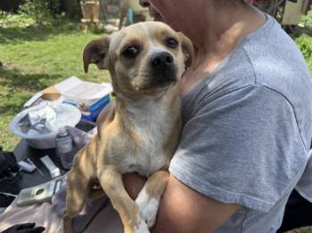 Chihuahua and Mixed Breed Dogs Available for Adoption in Rowlett, Texas - BULLY | PetCurious