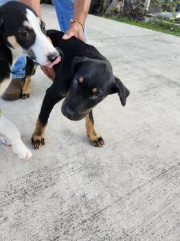 MAISY -  American Staffordshire Terrier Dog for Adoption in San Antonio, Texas - MAISY | PetCurious