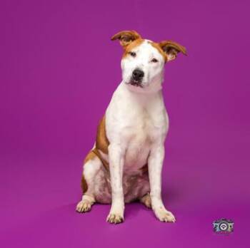 Crumble* -  Mixed Breed Dog for Adoption in El Paso, Texas - Crumble* | PetCurious