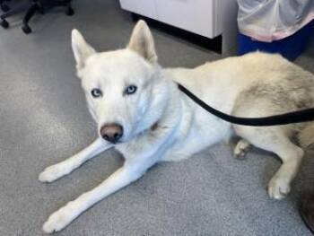 Mixed Breed Dogs Available for Adoption in West Chester, Pennsylvania - Rusty | PetCurious