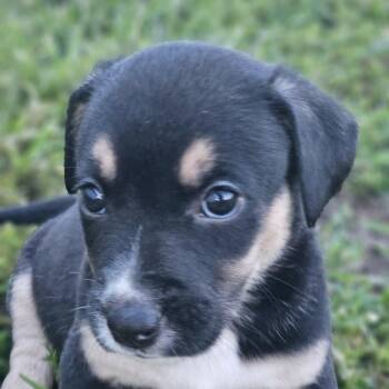 Teddy -  Boxer Dog for Adoption in Ramsey, Indiana - Teddy | PetCurious