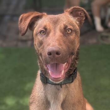 Dutch Shepherd and Pit Bull Terrier Dogs Available for Adoption in Alabaster, Alabama - Rune (In Foster) | PetCurious