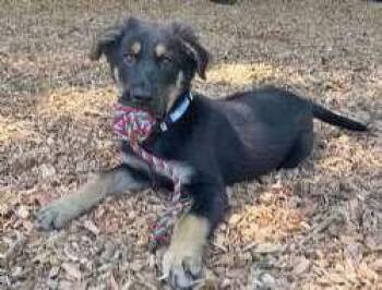 Bourbon -  Shepherd and Border Collie Dog for Adoption in Sudbury, Massachusetts - Bourbon | PetCurious